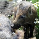 Young wild boar